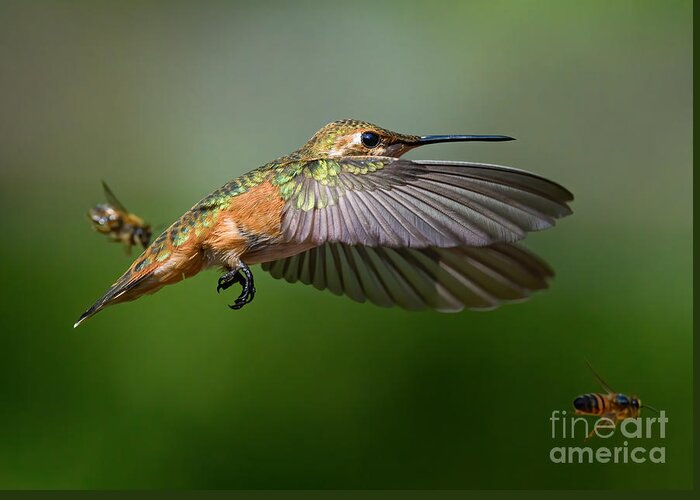 Hummingbird Greeting Card featuring the photograph Bird and the Bees by Lisa Manifold