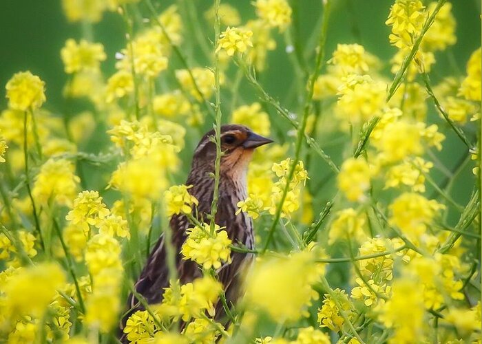 Redwingedblackbird Greeting Card featuring the photograph Bird in Yellow Flowers by Pam Rendall