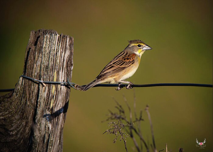 Dickcissel Greeting Card featuring the photograph Bird on a Wire by Pam Rendall