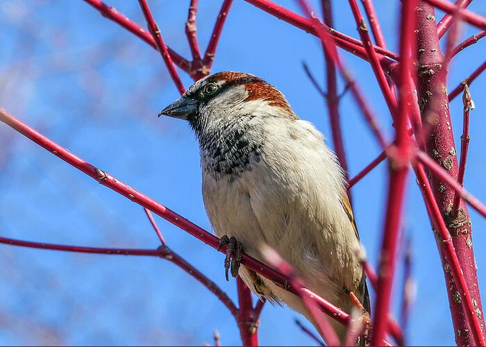 Bird Red Branches Greeting Card featuring the photograph Bird on Red Branches by David Morehead