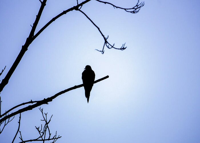 Bird Greeting Card featuring the photograph Mourning Dove Silhouette - Blue Skies by Jason Fink