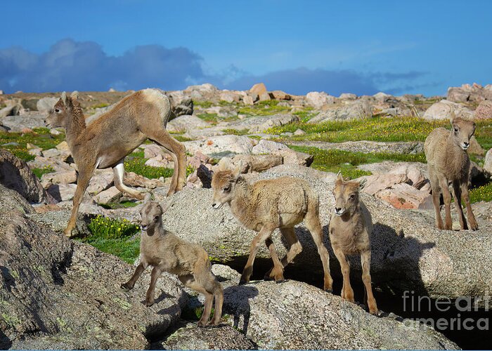 Bighorn Sheep Greeting Card featuring the photograph Birds of a Feather by Jim Garrison