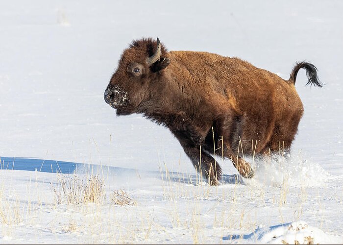 Bison Greeting Card featuring the photograph Bison Cow on the Run in the Snow by Tony Hake
