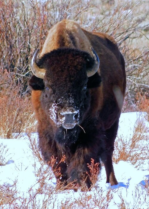 Bison Greeting Card featuring the photograph Bison Grazing in Snow by Carl Moore
