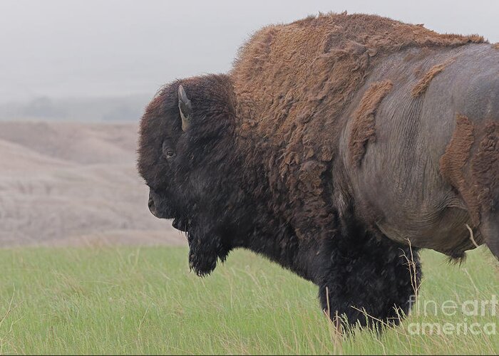 American Buffalo Greeting Card featuring the photograph Bison in the Rain by Natural Focal Point Photography