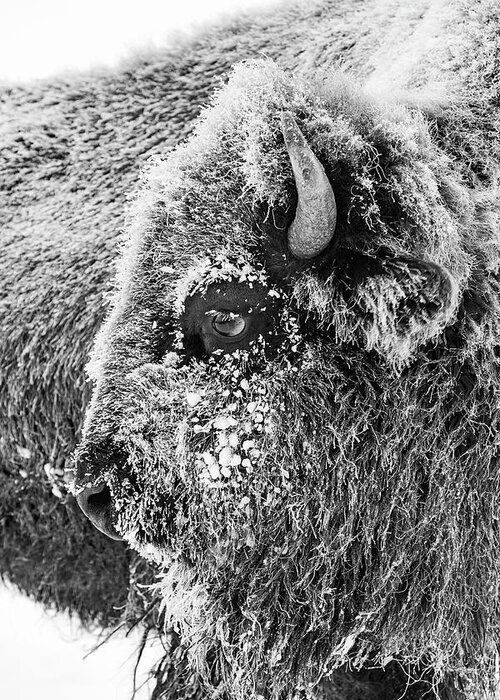 Bison Greeting Card featuring the photograph Bison portrait by D Robert Franz