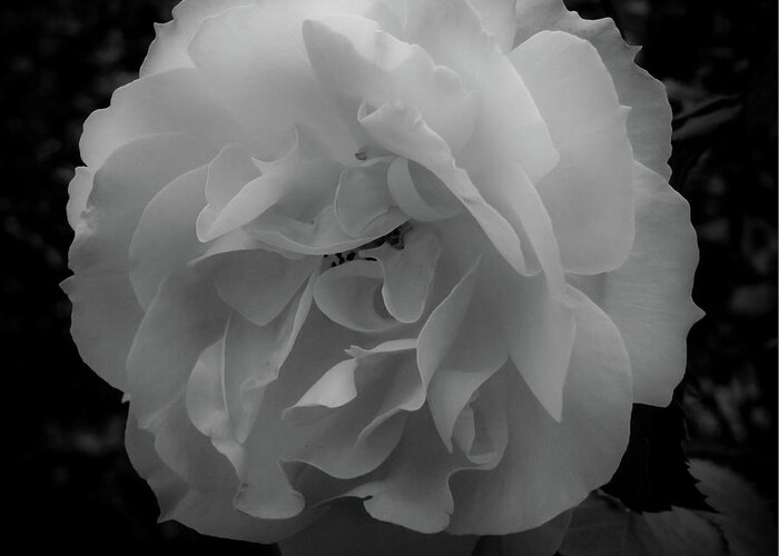 Flower Greeting Card featuring the photograph Black and White by Anamar Pictures