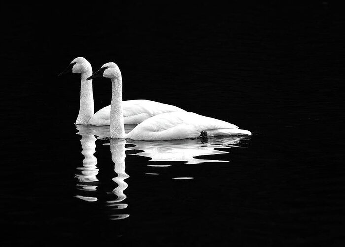 Swan Greeting Card featuring the photograph Black and White Beauty by Jerry Cahill