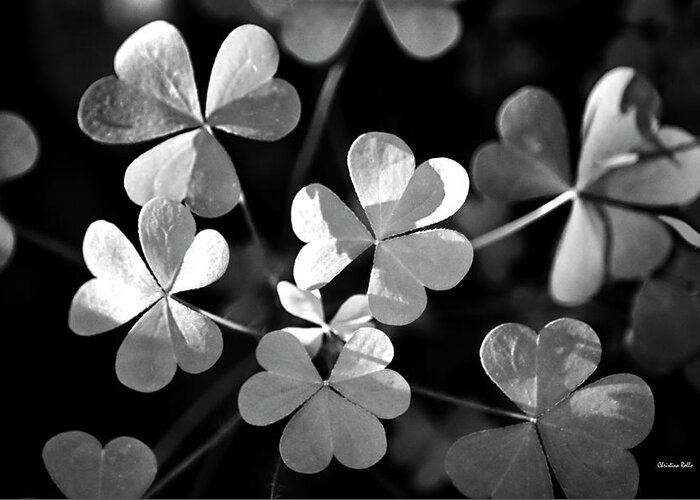 Clovers Greeting Card featuring the photograph Black and White Clovers by Christina Rollo