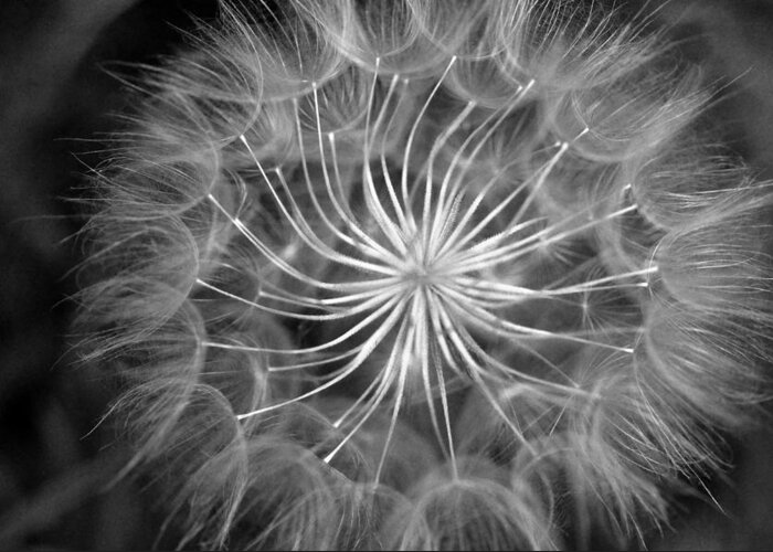 Nature Greeting Card featuring the photograph Black and White Dandelion 2 by Amy Fose