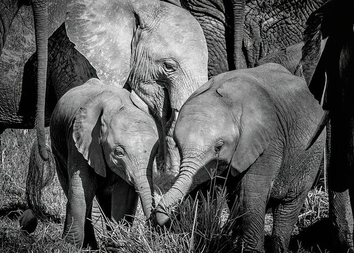 Elephants Greeting Card featuring the photograph Black and white image of an African elephant family in Amboseli National Park, Kenya. by Jane Rix