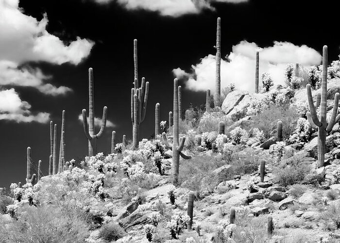 Arizona Greeting Card featuring the photograph Black Arizona Series - Saguaro Cactus Hill by Philippe HUGONNARD