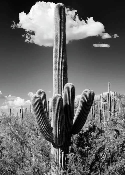 Arizona Greeting Card featuring the photograph Black Arizona Series - The Saguaro Cactus by Philippe HUGONNARD