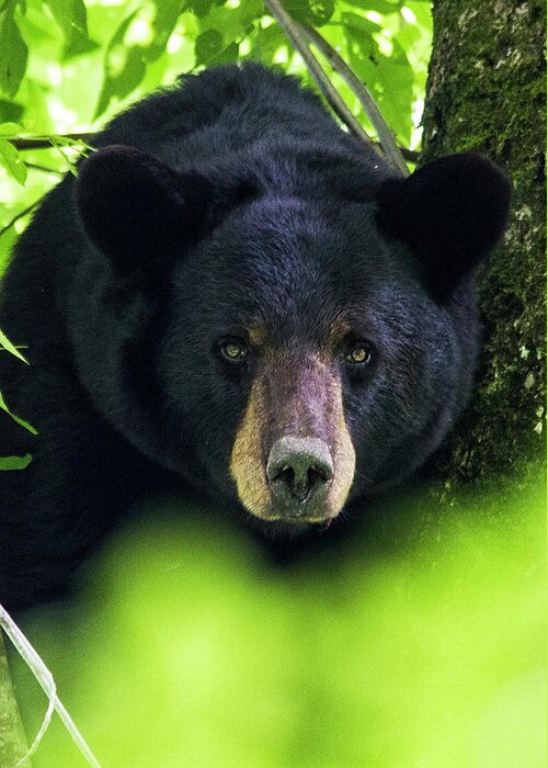 Bear Greeting Card featuring the photograph Black Bear in the Croatan National Forest Near New Bern NC by Bob Decker