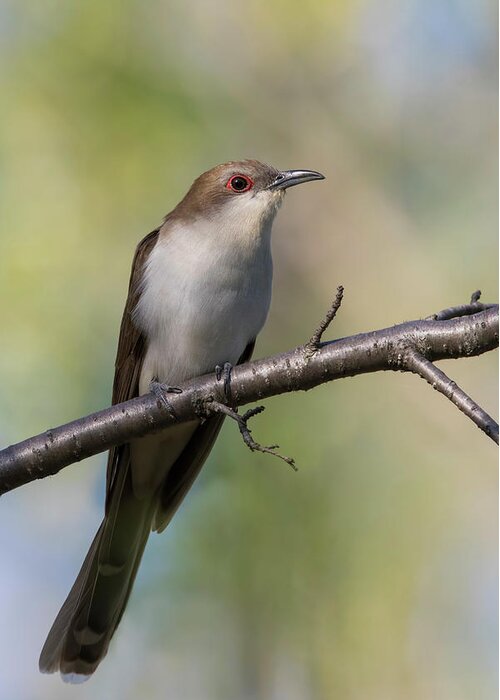 Black-billed Greeting Card featuring the photograph Black-billed cuckoo by Mircea Costina Photography