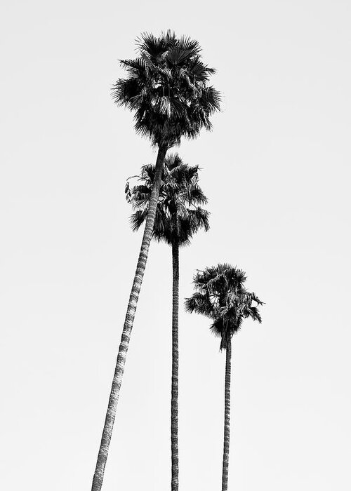 Palm Trees Greeting Card featuring the photograph Black California Series - Hollywood Palm Trees by Philippe HUGONNARD