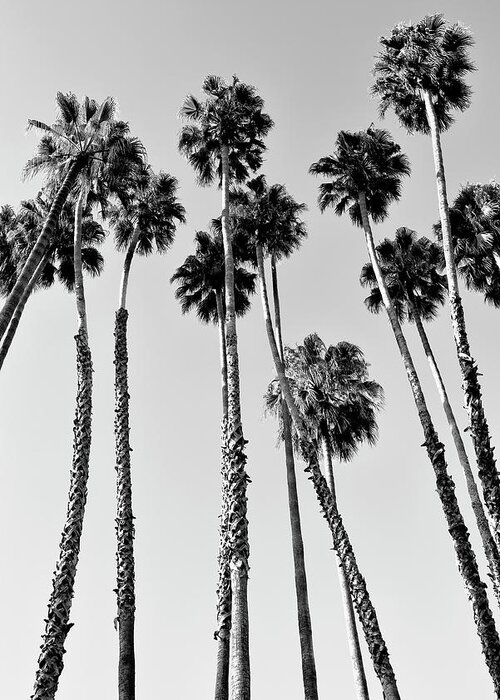 Palm Trees Greeting Card featuring the photograph Black California Series - Palm Trees Beverly Hills by Philippe HUGONNARD