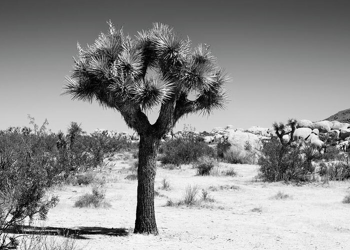 Desert Greeting Card featuring the photograph Black California Series - The Joshua Tree by Philippe HUGONNARD