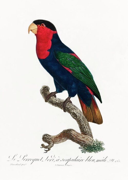 Black Capped Lory Greeting Card featuring the mixed media Black Capped Lory by World Art Collective
