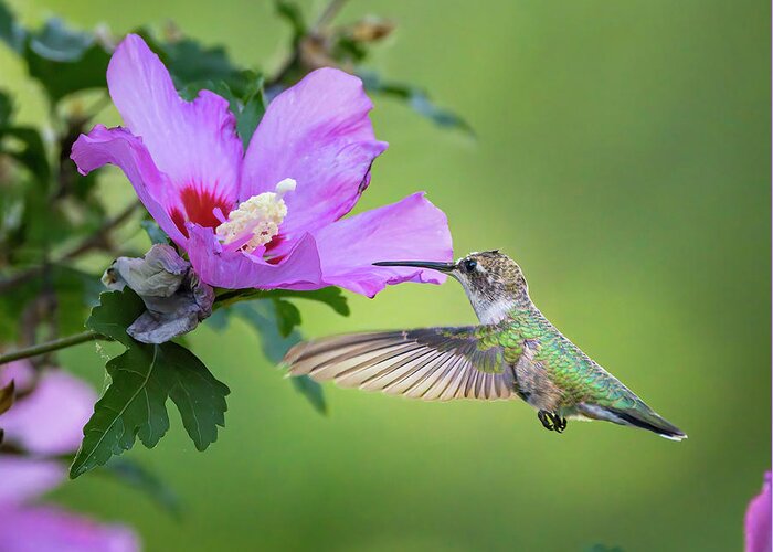 Boise Idaho Greeting Card featuring the photograph Black-Chinned Hummingbird by Mark Mille