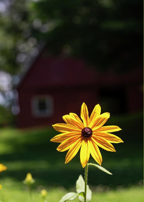 North Carolina (nc) Greeting Card featuring the photograph Black-Eyed Susan Shines Brightly by Charles Floyd