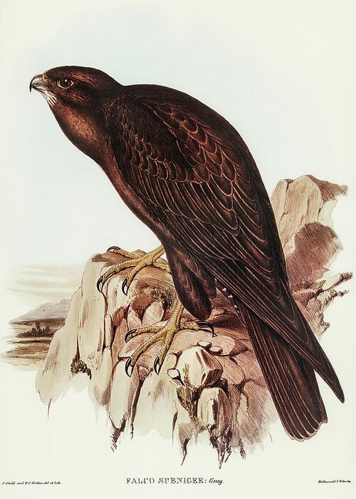 Black Falcon Greeting Card featuring the drawing Black Falcon, Falco sunnier by John Gould