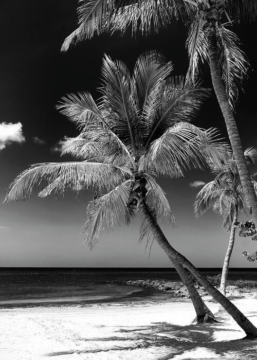 Florida Greeting Card featuring the photograph Black Florida Series - Key West Beach by Philippe HUGONNARD