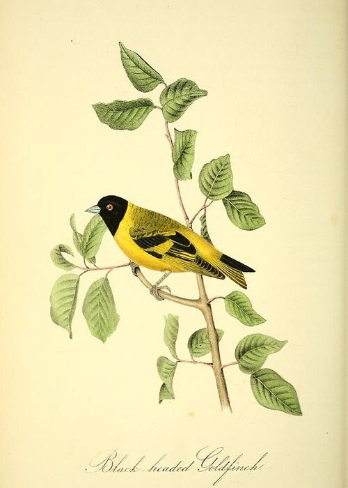 Birds Greeting Card featuring the mixed media Black headed Goldfinch by World Art Collective