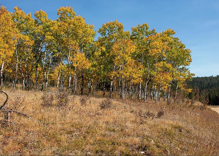 Golden Leaves Greeting Card featuring the photograph Black Hills Aspens Golden Color by Cathy Anderson