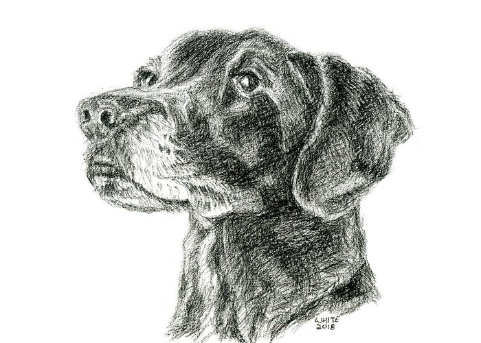  Greeting Card featuring the pastel Black Lab Portrait by Dominic White