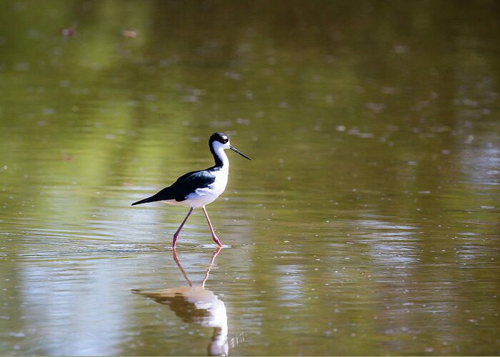 Arizona Greeting Card featuring the photograph Black Necked Stilt 5 by Dawn Richards