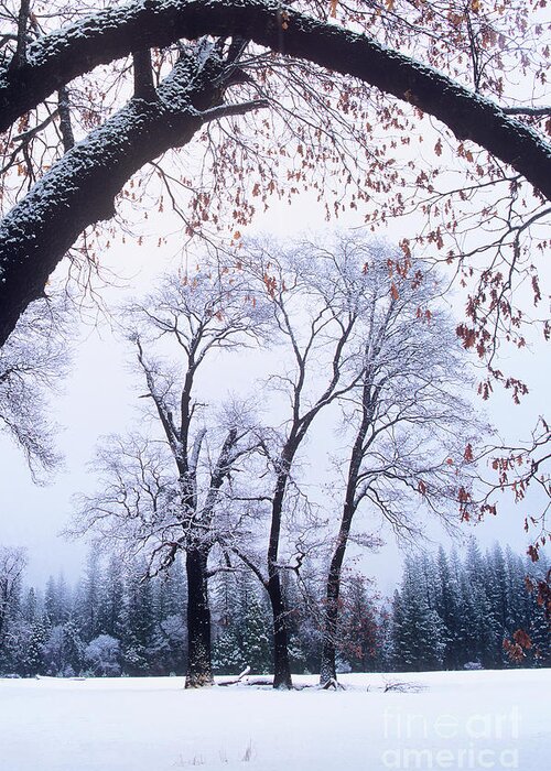 Dave Welling Greeting Card featuring the photograph Black Oaks In Winter Yosemite by Dave Welling