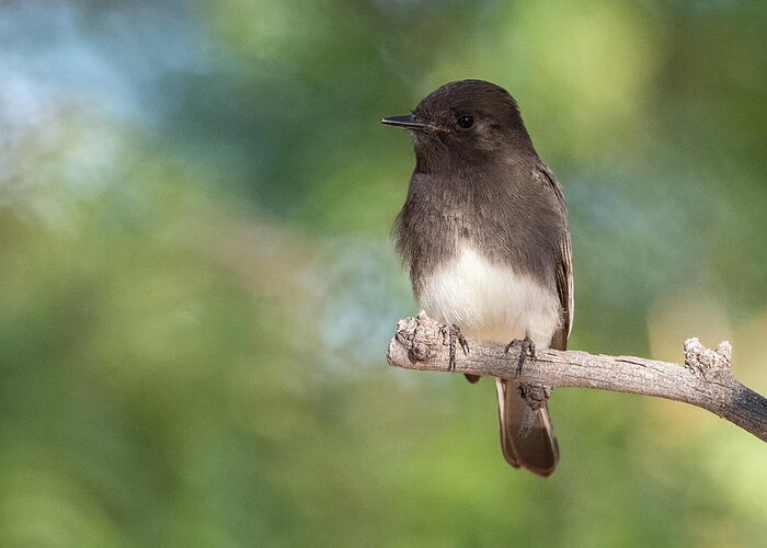 Black Phoebe Greeting Card featuring the photograph Black Phoebe 2765-111620-2 by Tam Ryan