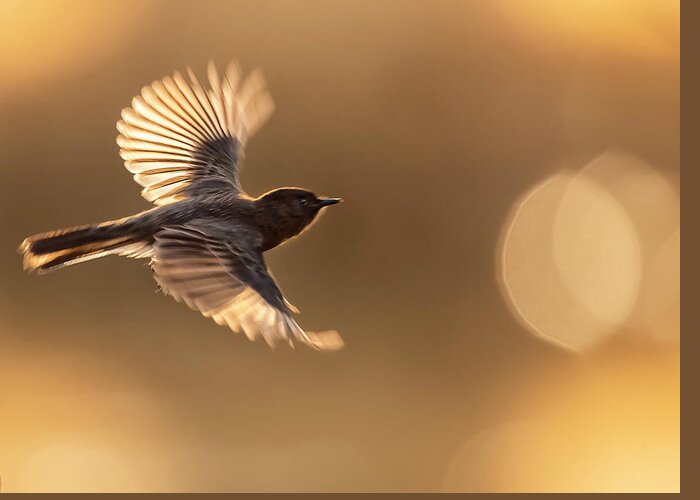 Animal Greeting Card featuring the photograph Black Phoebe In Flight by Jelieta Walinski