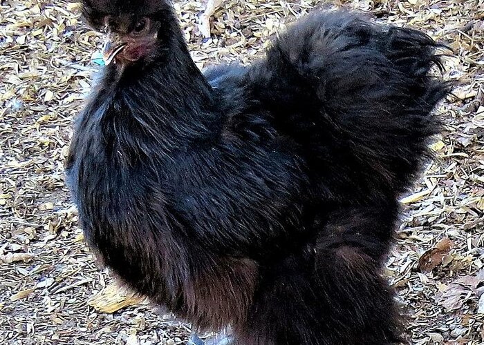 Black Chickens Greeting Card featuring the photograph Black Silkie Bantam by Linda Stern