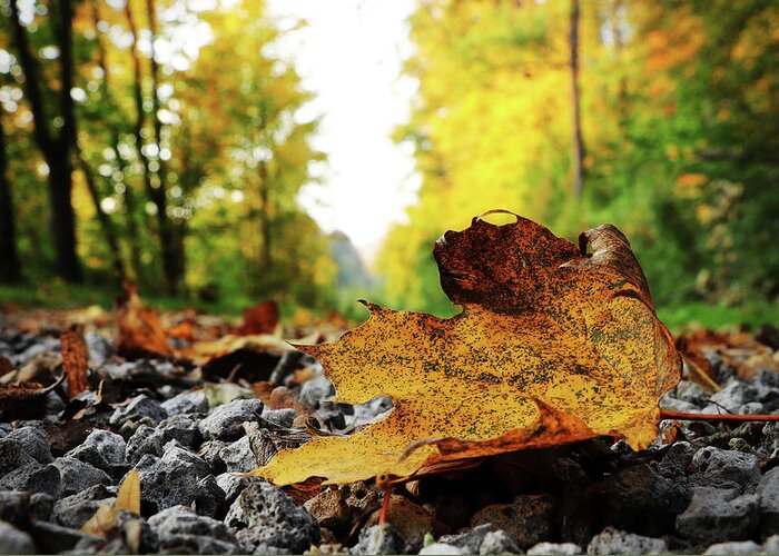 Acer Greeting Card featuring the photograph Black spotted yellow marple leaf on gravel road which surrounded forest, which playing many colors. Pinch of autumn in semptember by Vaclav Sonnek