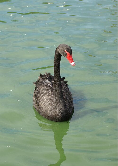  Greeting Card featuring the photograph Black Swan by Heather E Harman