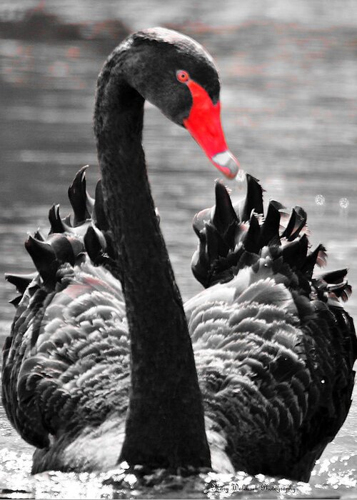 Black Swan Greeting Card featuring the photograph Black Swan Portrait by Mary Walchuck