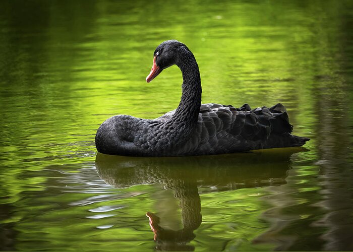 Black Greeting Card featuring the photograph Black Swan With Eyes Closed by Artur Bogacki