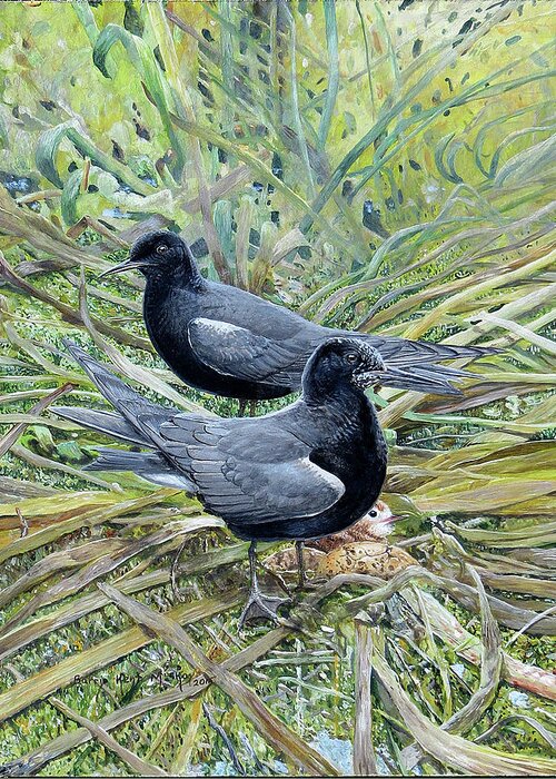 Black Terns Greeting Card featuring the painting Black Terns by Barry Kent MacKay