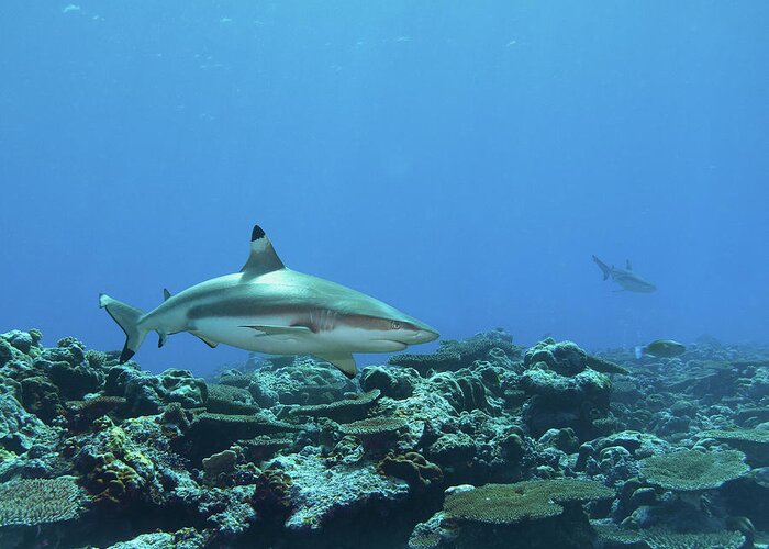 Blacktip Greeting Card featuring the photograph Blacktip - Reef shark at coral reef of Yap Island - by Ute Niemann