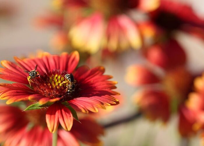 Blanket Flowers Greeting Card featuring the photograph Blanket Flowers by Mingming Jiang