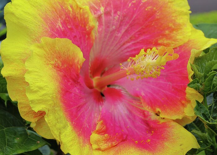 Hibiscus Greeting Card featuring the photograph Bleeding Pink by Tony Spencer