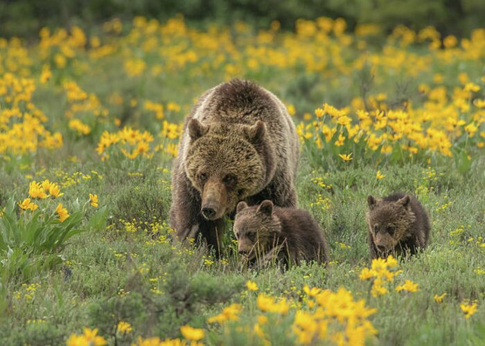 Grizzlies Greeting Card featuring the photograph Blondie And COY In Spring Wildflowers by Yeates Photography