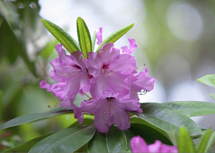 Ericaceae Greeting Card featuring the photograph Flowers of Rhododendron Hybrid Milan by Jenny Rainbow