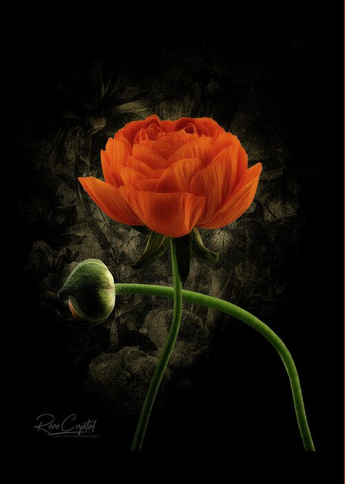 Orange Greeting Card featuring the photograph Bloomin' Orange by Rene Crystal
