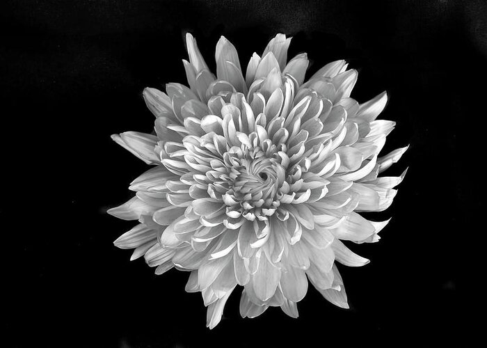 Flower Greeting Card featuring the photograph Blooming Chrysanthemum by Lori Hutchison