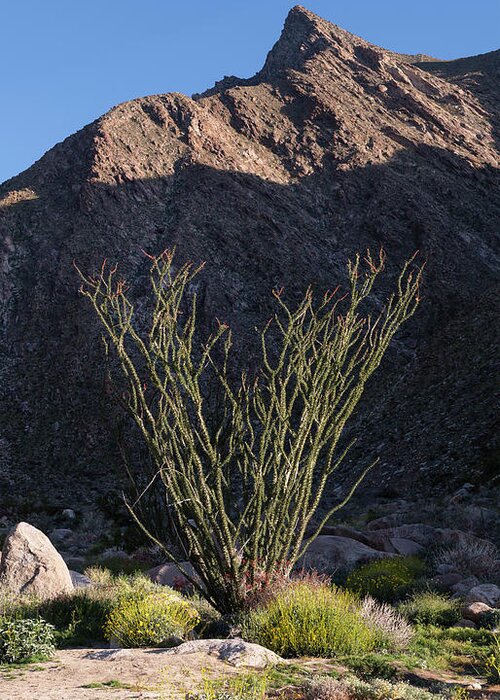 San Diego Greeting Card featuring the photograph Blooming Ocotillo and Palm Canyon Peak by William Dunigan