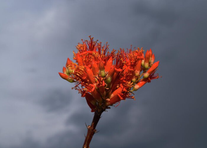 Ocotillo Greeting Card featuring the photograph Blooming Ocotillo Flower by Chance Kafka