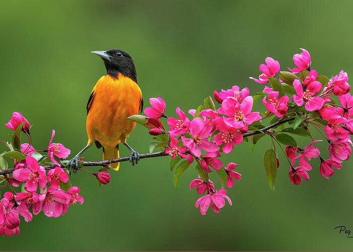 Bird Greeting Card featuring the photograph Blossom Bird by Peg Runyan